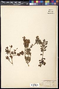 Media resource of Agapetes obovata