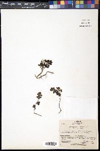 Vaccinium vitis-idaea image