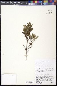 Xylococcus bicolor image