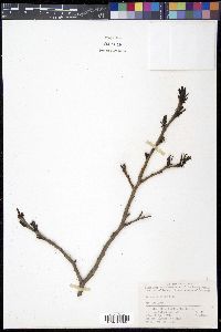 Eucommia ulmoides image
