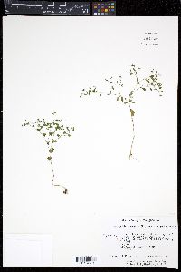 Paronychia canadensis image