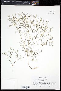 Paronychia canadensis image