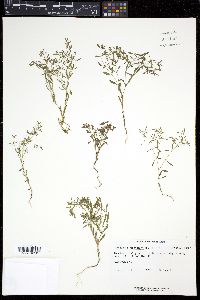 Paronychia fastigiata image