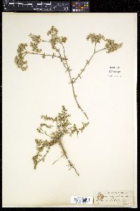 Polycarpaea corymbosa image