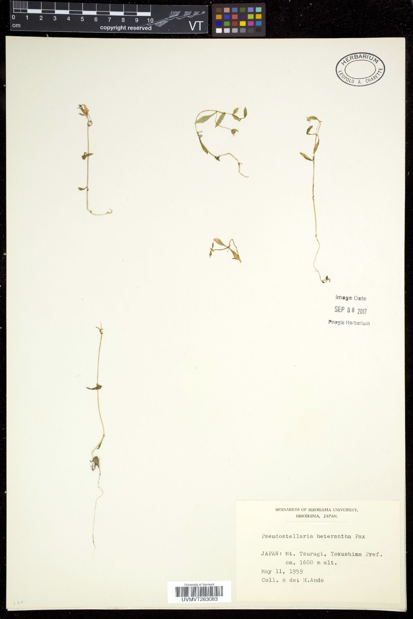 Pseudostellaria heterantha image