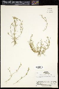 Sagina japonica image