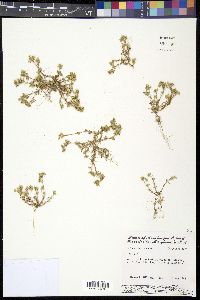 Scleranthus annuus image