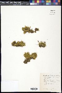 Silene acaulis image