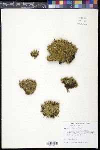 Silene acaulis image
