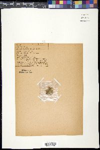 Silene acaulis image