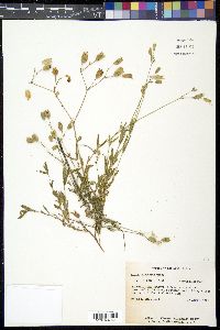 Silene vulgaris image