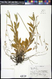 Silene csereii image