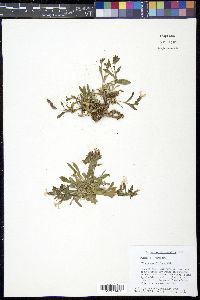 Silene caroliniana image