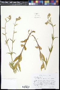 Silene dichotoma image