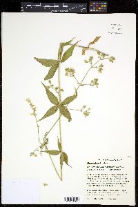 Silene stellata image