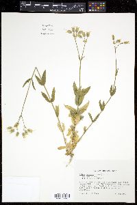 Silene vulgaris image