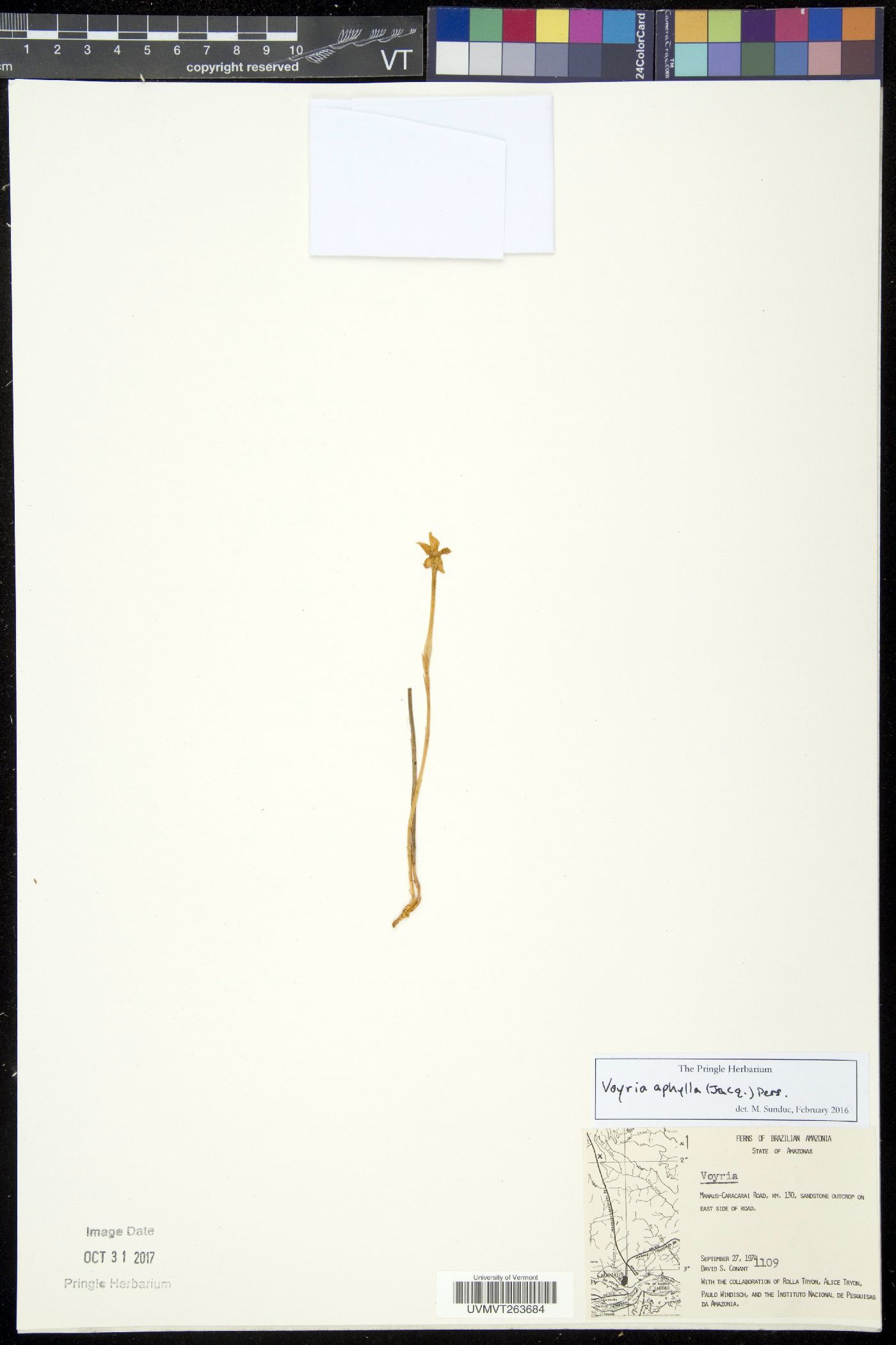 Voyria aphylla image