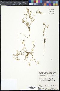 Spergularia salina image