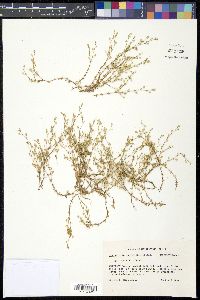 Spergularia salina image