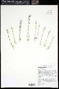 Centaurium pulchellum image