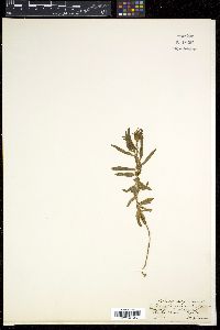 Enicostema verticillatum image