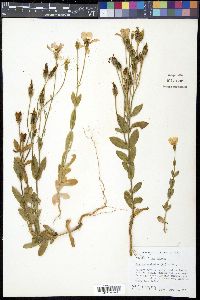 Eustoma exaltatum image