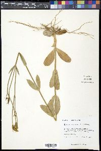 Eustoma exaltatum image