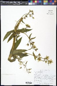Frasera carolinensis image