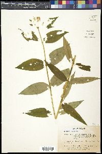 Gentiana clausa image