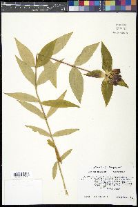 Gentiana clausa image