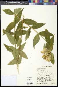 Gentiana flavida image