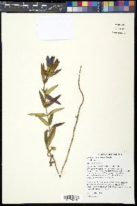 Gentiana puberulenta image
