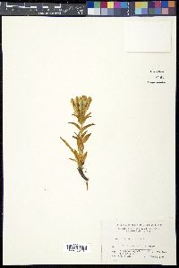 Gentiana algida image