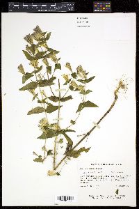 Gentianella quinquefolia image