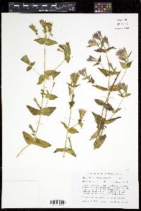 Gentianella quinquefolia image