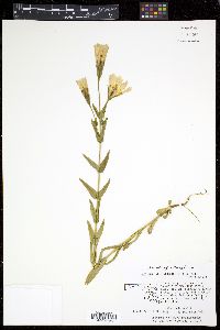 Gentianopsis crinita image