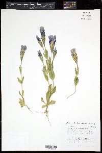 Gentianopsis thermalis image