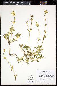Halenia decumbens image