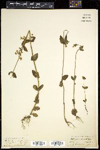 Halenia elliptica image