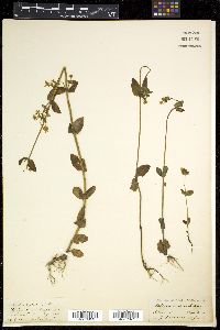 Halenia elliptica image