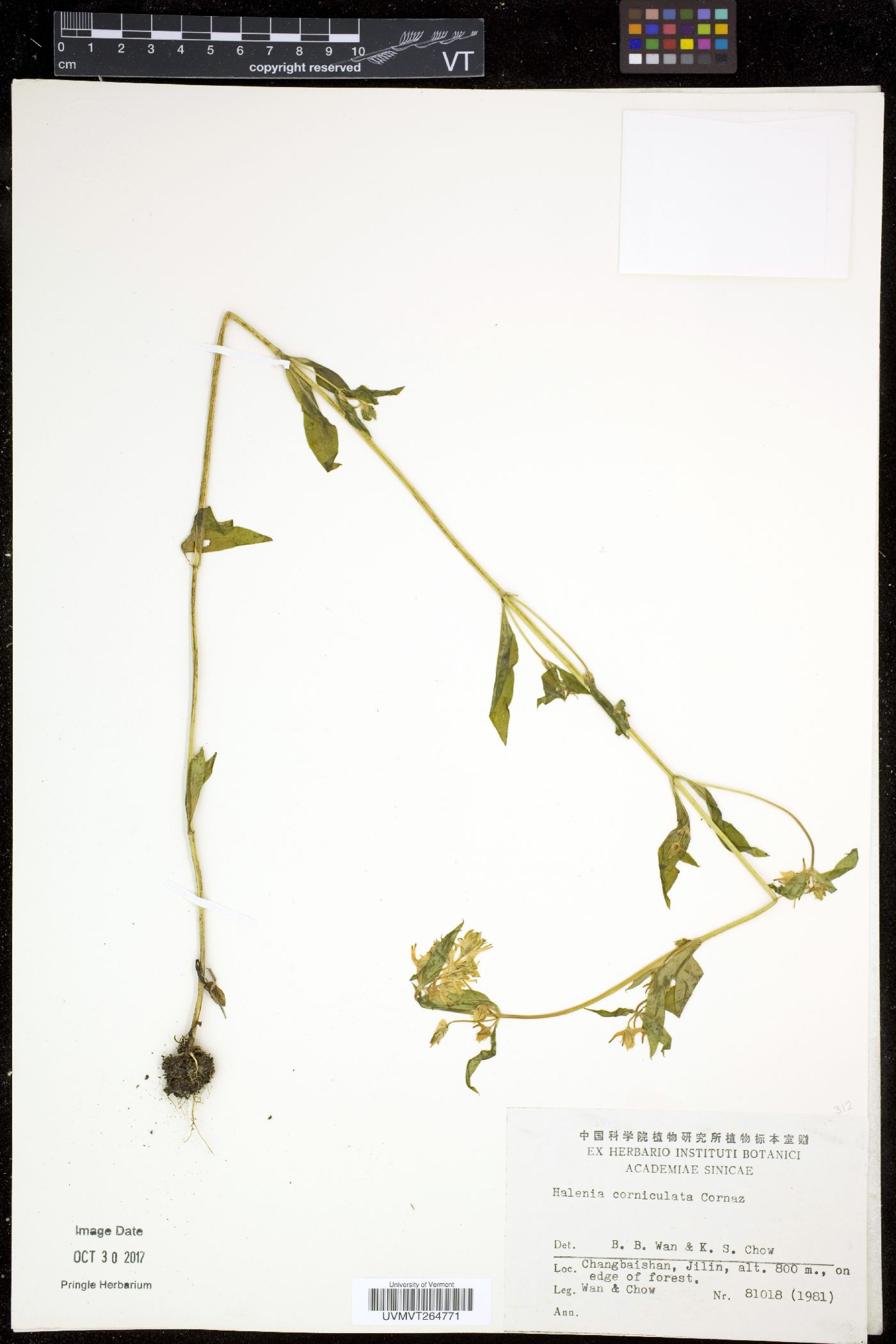Halenia corniculata image