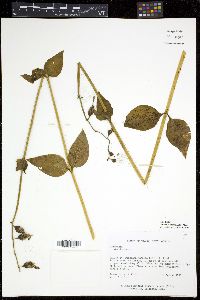 Chelonanthus alatus image