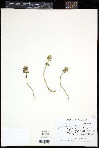 Obolaria virginica image