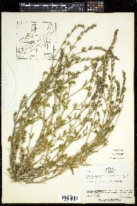 Silene gallica image