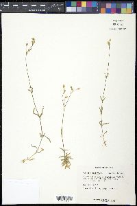 Stellaria graminea image