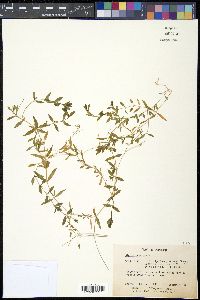 Stellaria graminea image
