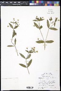 Stellaria pubera image
