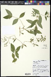 Stellaria pubera image