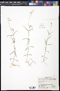 Stellaria palustris image