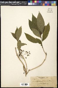 Mycetia cauliflora image